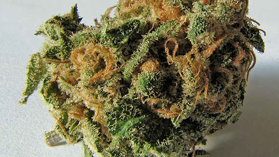  Synthetische Cannabinoide in Cannabis 