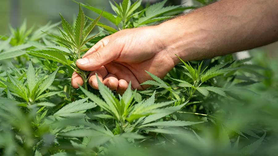 Bundesregierung einigt sich auf Eckpunkte zu Cannabis 