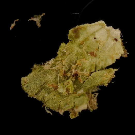 Cannabis, verunreinigt mit dem synthetischen Cannabinoid MDMB-4en-PINACA, delta-8-THC und delta-4(8)-iso-THC, 23.10.2023 (Berlin)