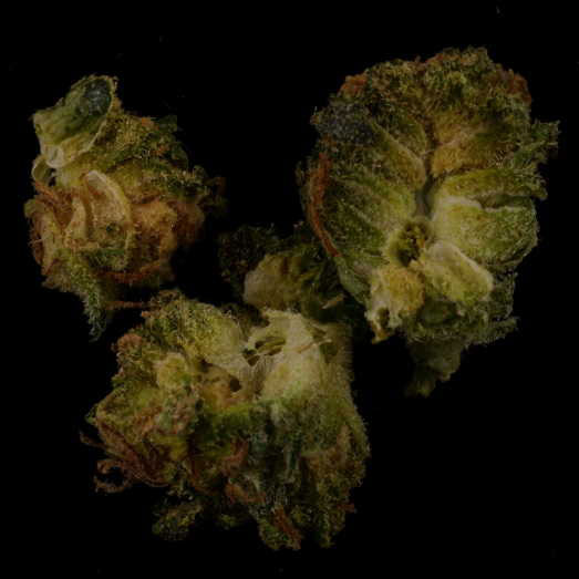 Cannabis, verunreinigt mit dem synthetischen Cannabinoid ADB-BUTINACA, 12.03.2024 (Berlin)